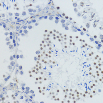 MonoMethyl-Histone H4-K20 antibody