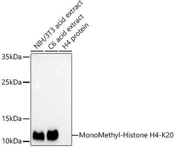 MonoMethyl-Histone H4-K20 antibody