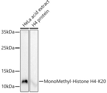 MonoMethyl-Histone H4-K20 antibody