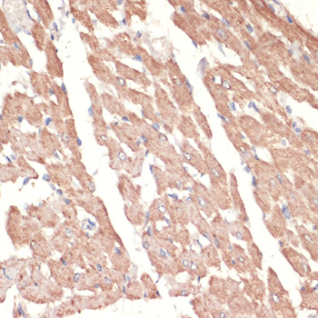 ADRA1A antibody