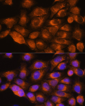 ADRA1A antibody