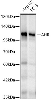 AHR antibody