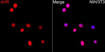 AHR antibody