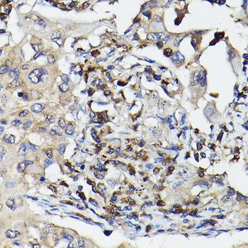 Caspase 3 antibody