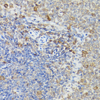 Caspase 3 antibody