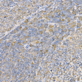 Caspase 3 antibody