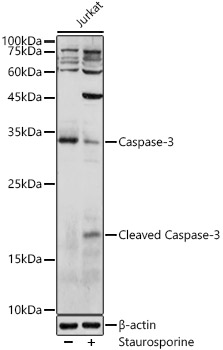 Caspase 3 antibody