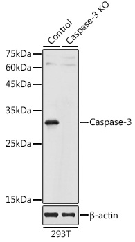 Caspase 3 antibody