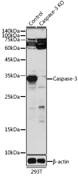 Caspase 3 antibody