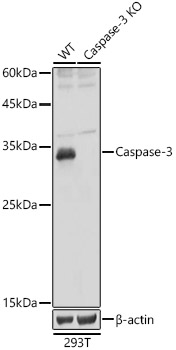 Caspase 3 antibody