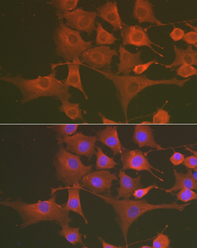 Caspase 3 antibody