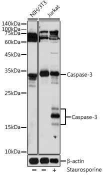 Caspase 3 antibody