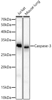 Caspase 3 antibody