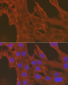 Caspase 3 antibody