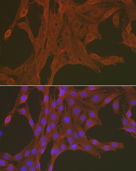 Caspase 3 antibody