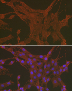 Caspase 3 antibody