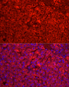 CYP1A2 antibody