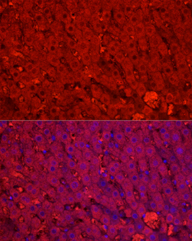 CYP1A2 antibody