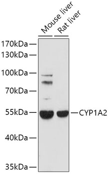 CYP1A2 antibody