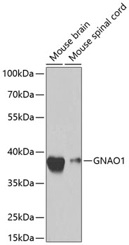 GNAO1 antibody