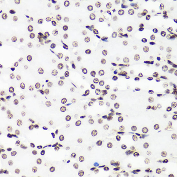 MonoMethyl-Histone H3-R17 antibody