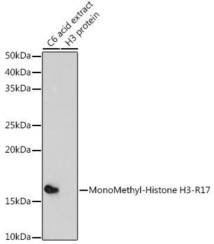 MonoMethyl-Histone H3-R17 antibody