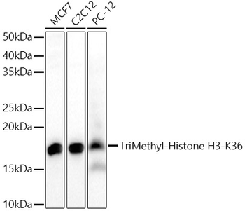 TriMethyl-Histone H3-K36 antibody