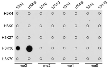 TriMethyl-Histone H3-K36 antibody