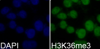 TriMethyl-Histone H3-K36 antibody