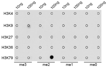 DiMethyl-Histone H3-K79 antibody