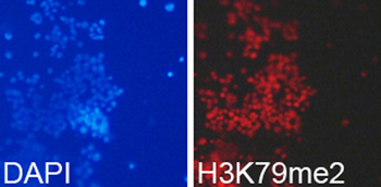 DiMethyl-Histone H3-K79 antibody