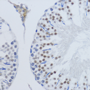 DiMethyl-Histone H3-K79 antibody