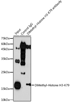 DiMethyl-Histone H3-K79 antibody