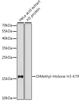 DiMethyl-Histone H3-K79 antibody