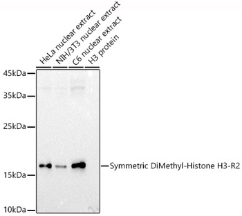 Symmetric DiMethyl-Histone H3-R2 antibody