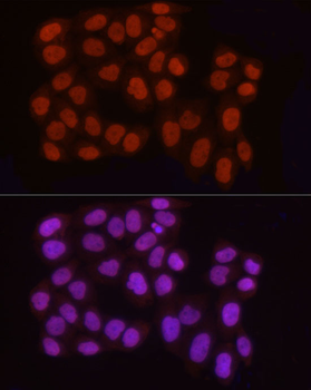 H3R2me2a antibody