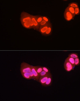 H3R2me2a antibody