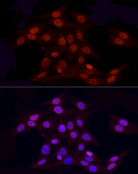 H3R2me2a antibody