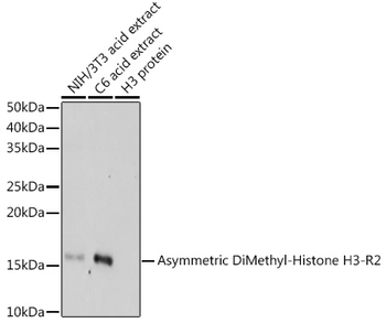 H3R2me2a antibody