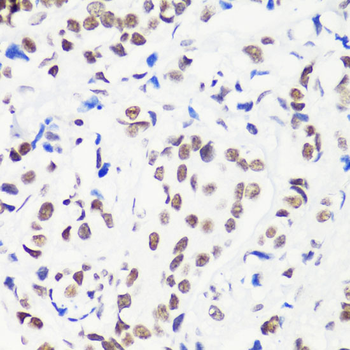 MonoMethyl-Histone H3-R8 antibody