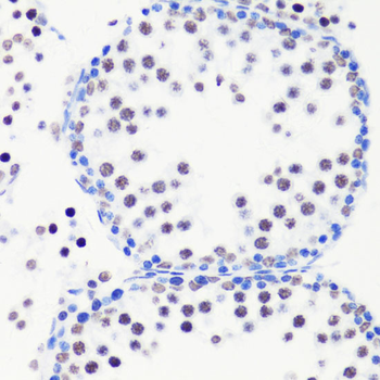 MonoMethyl-Histone H3-R8 antibody