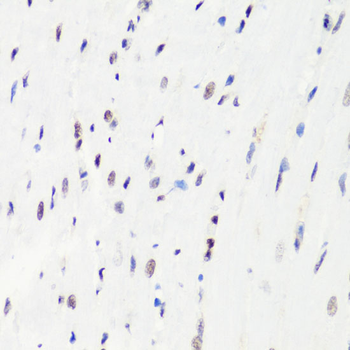 MonoMethyl-Histone H3-R8 antibody