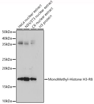 MonoMethyl-Histone H3-R8 antibody