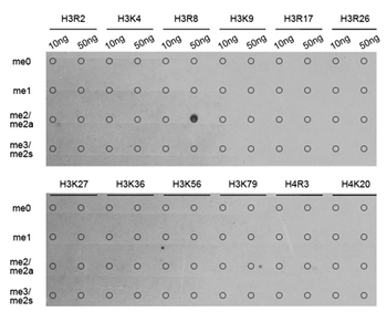 Asymmetric DiMethyl-Histone H3-R8 antibody