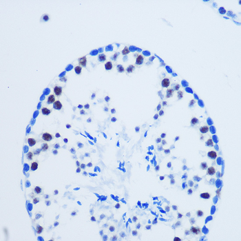 Asymmetric DiMethyl-Histone H3-R8 antibody