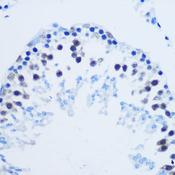 Asymmetric DiMethyl-Histone H3-R8 antibody