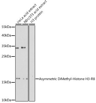 Asymmetric DiMethyl-Histone H3-R8 antibody