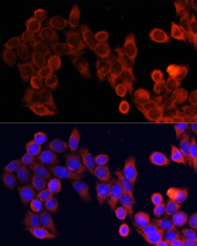 mTOR antibody