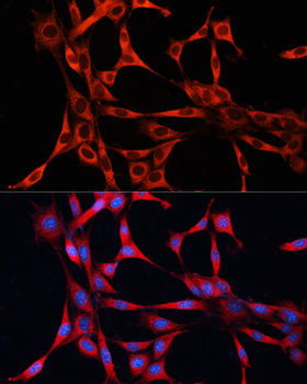 mTOR antibody