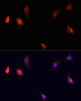 mTOR antibody